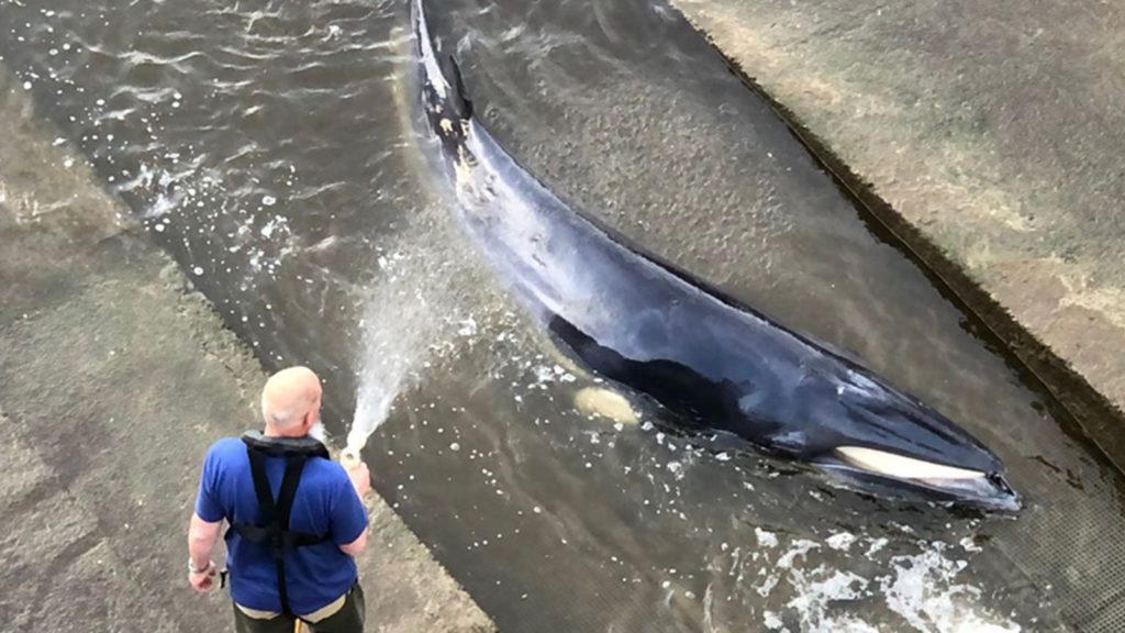 Euthanasia for a stray whale on the River Thames in London