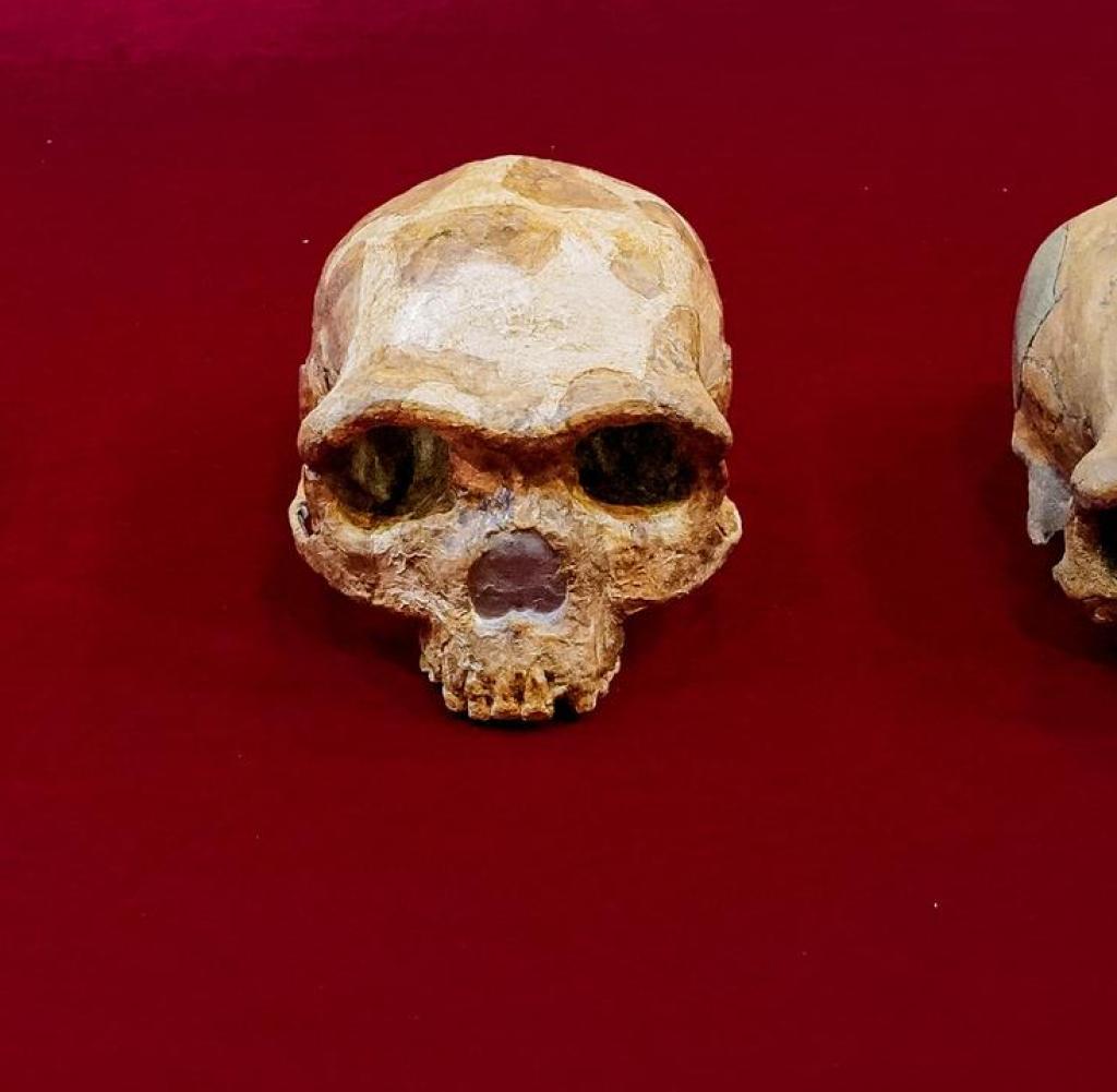 Comparison of skulls: Beijing, Maba, Jinniushan, Dali, Harbin (from left to right)