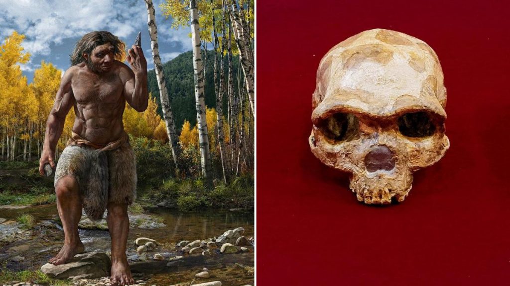 Harbin's skull probably belonged to a new species of human, Homo longi