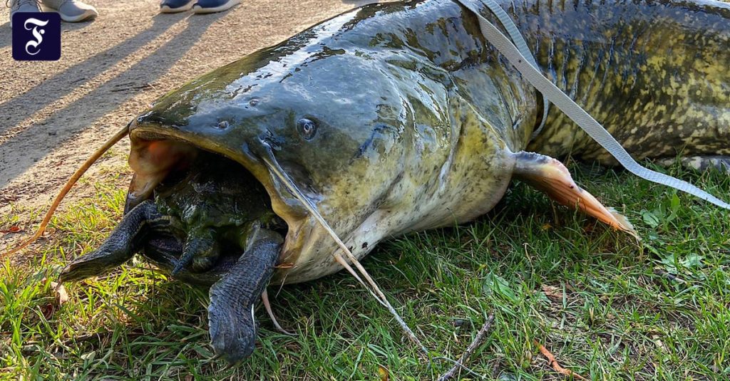 Catfish strangling turtle: they are both dead