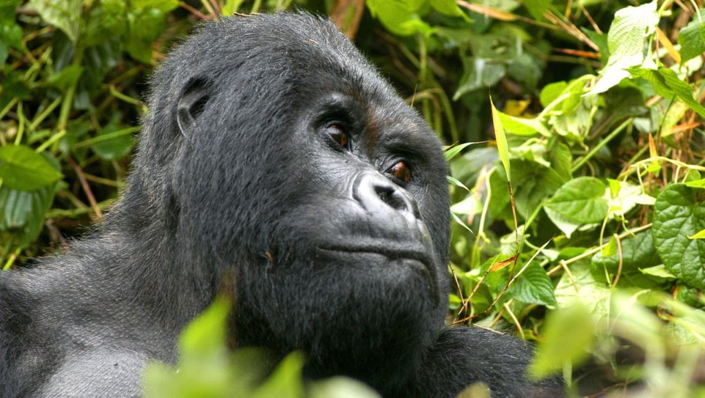 Great apes face a major loss in their habitat موطن