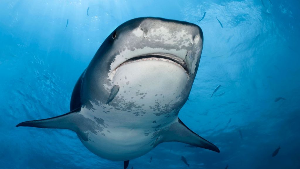 Japan: Researchers discover oldest known victim of shark attack