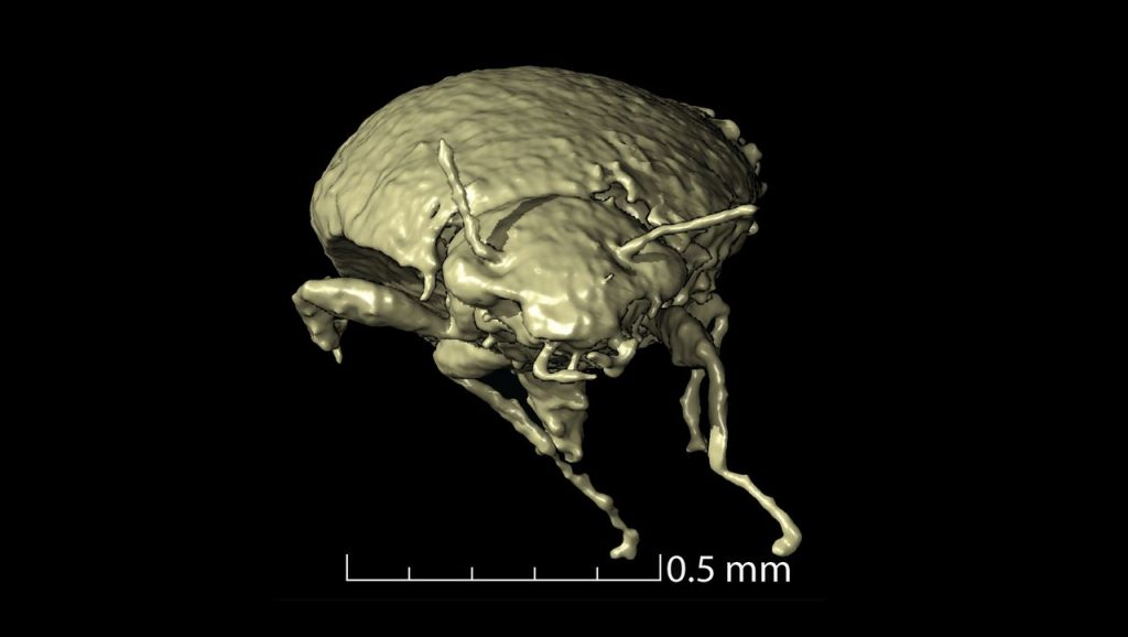 Paleontology: 230 million-year-old beetles were found in Dinokot