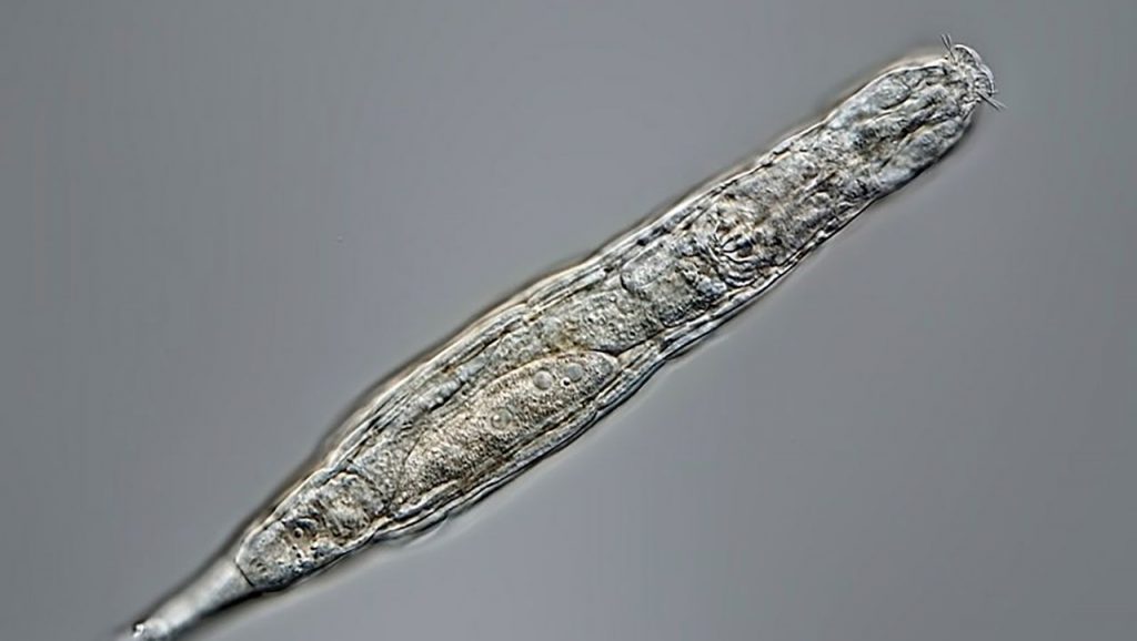 Rotifers in permafrost: life found in ice after 24,000 years
