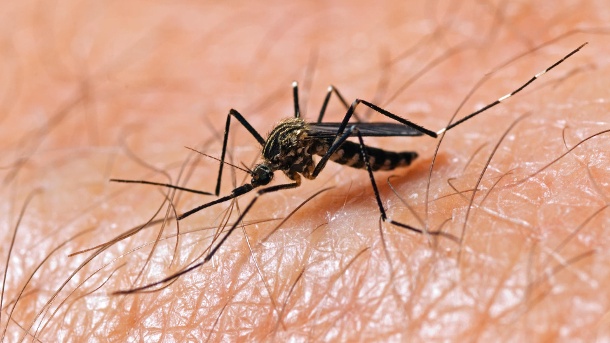 Asian bush mosquitoes: They can also tolerate cold climates and have already colonized areas in Germany.  (Source: Getty Images / doug4537)