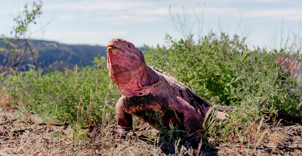 There are only 211 pink iguanas left in the Galapagos Islands