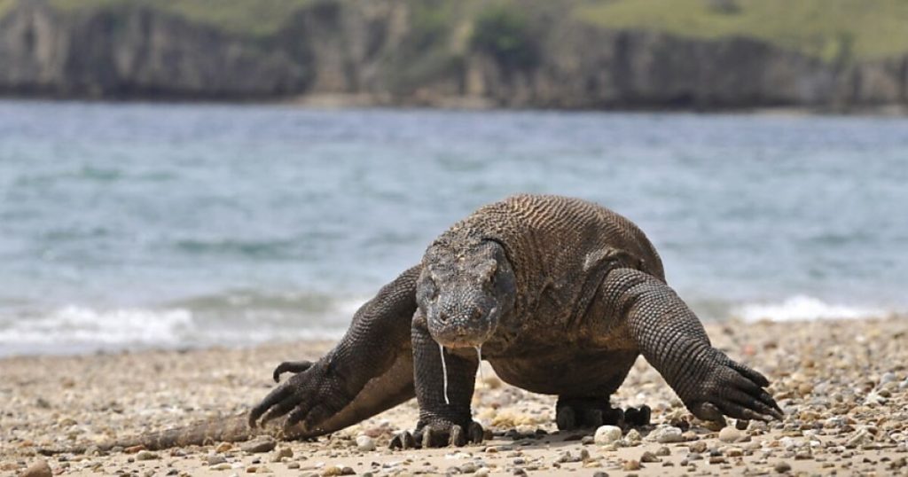 The Komodo dragon is now on the Red List as "endangered".
