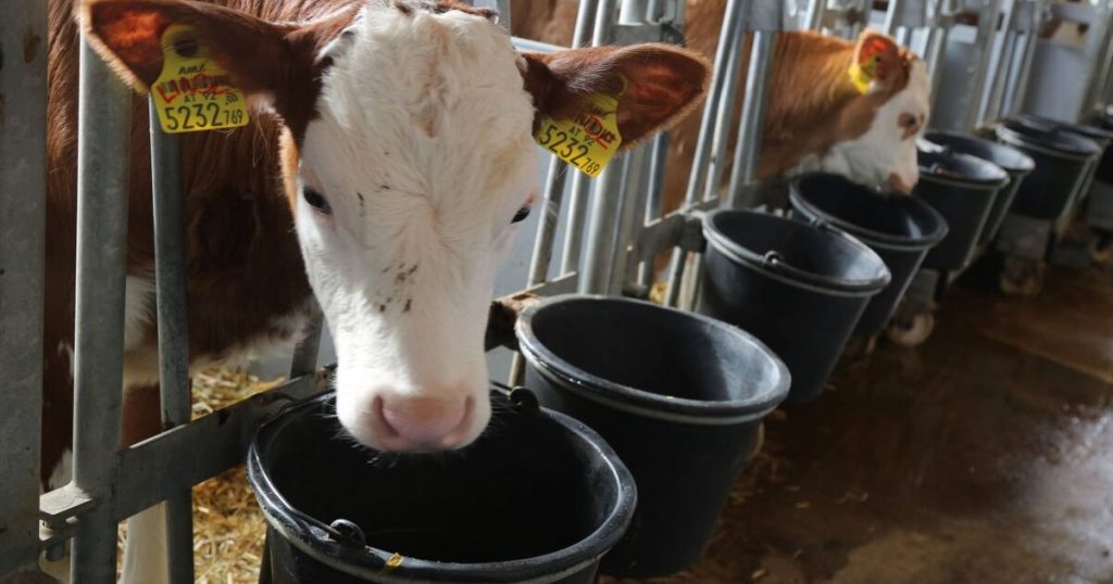To protect the climate: Researchers teach cows to use the toilet