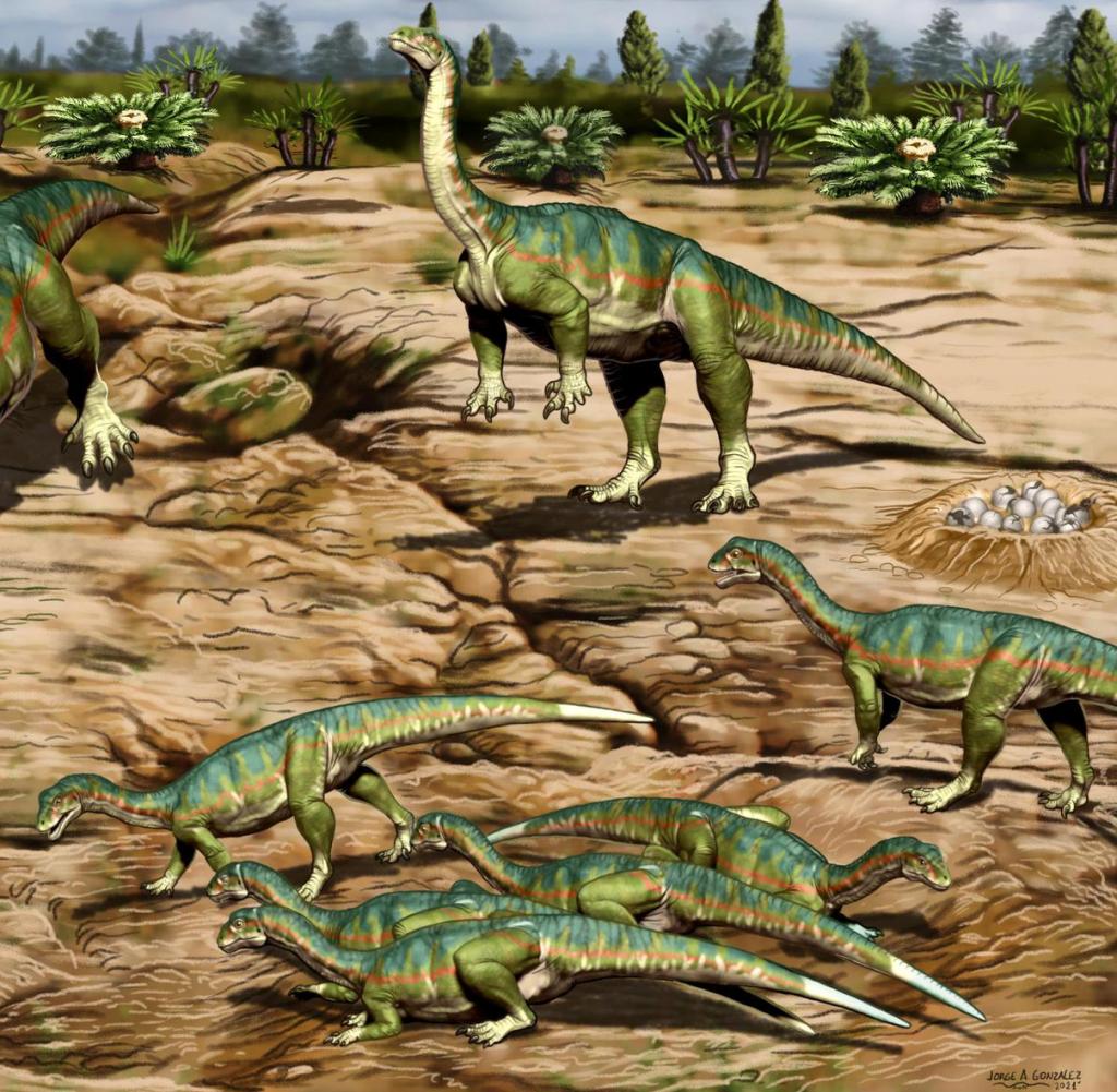 HANDOUT - An artistic reconstruction of the fertile soil of a flock of Mussaurus patagonicus.  The illustration shows Mussaurus individuals of different ages (newborns in nests, group of young, and young adults) representing the findings from Patagonia.  Credit: Jorge Gonzalez.  ATTENTION: Free only for editorial use in connection with study reporting if credits are mentioned.  Photo: Jorge Gonzalez