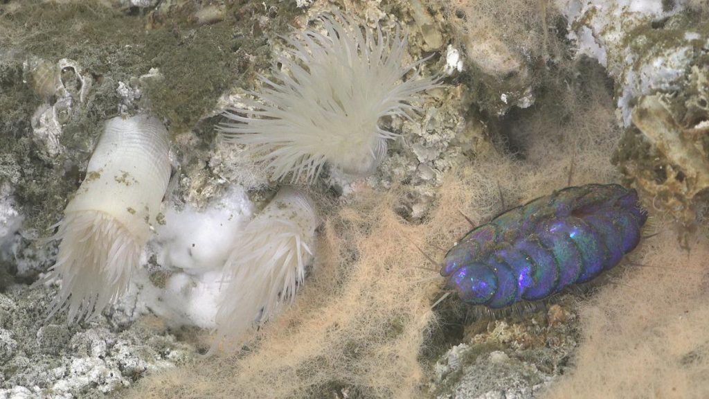 Gulf of California: Researchers discover new species