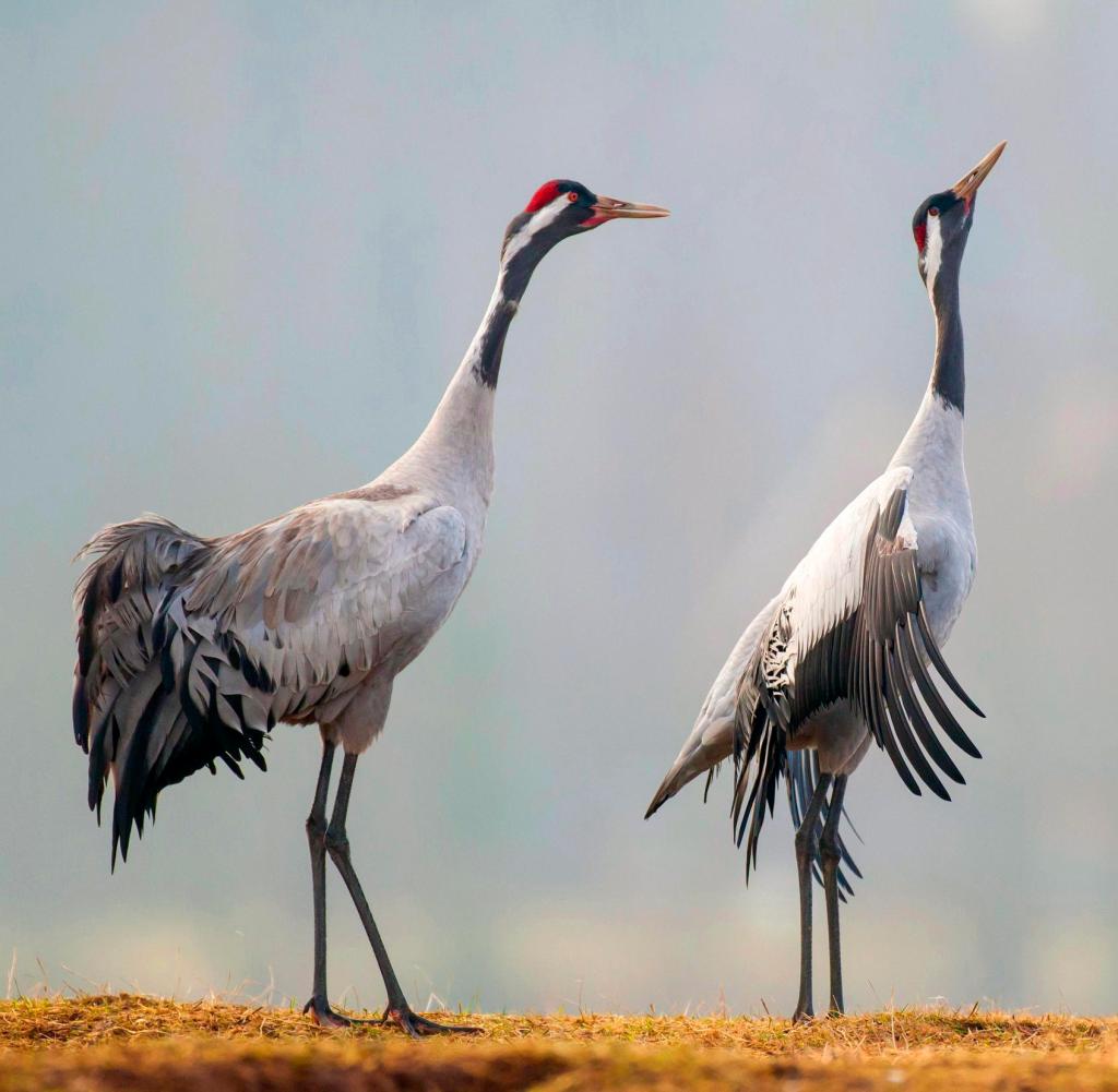 Cranes offer their feathers at courtship.  In order to utter their loud two-way calls, they put their heads away