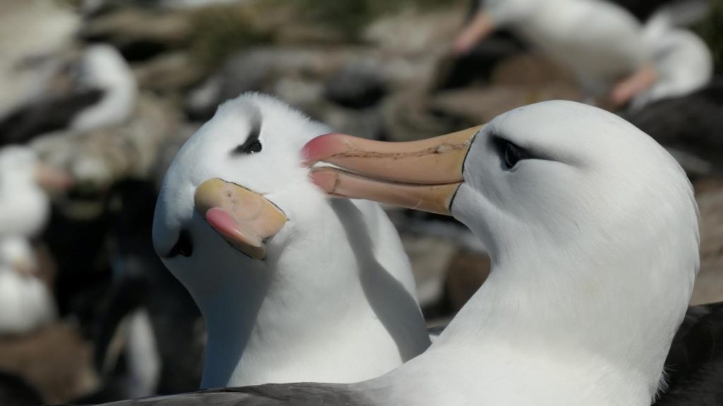 Climate change threatens the slavery of loyal albatross
