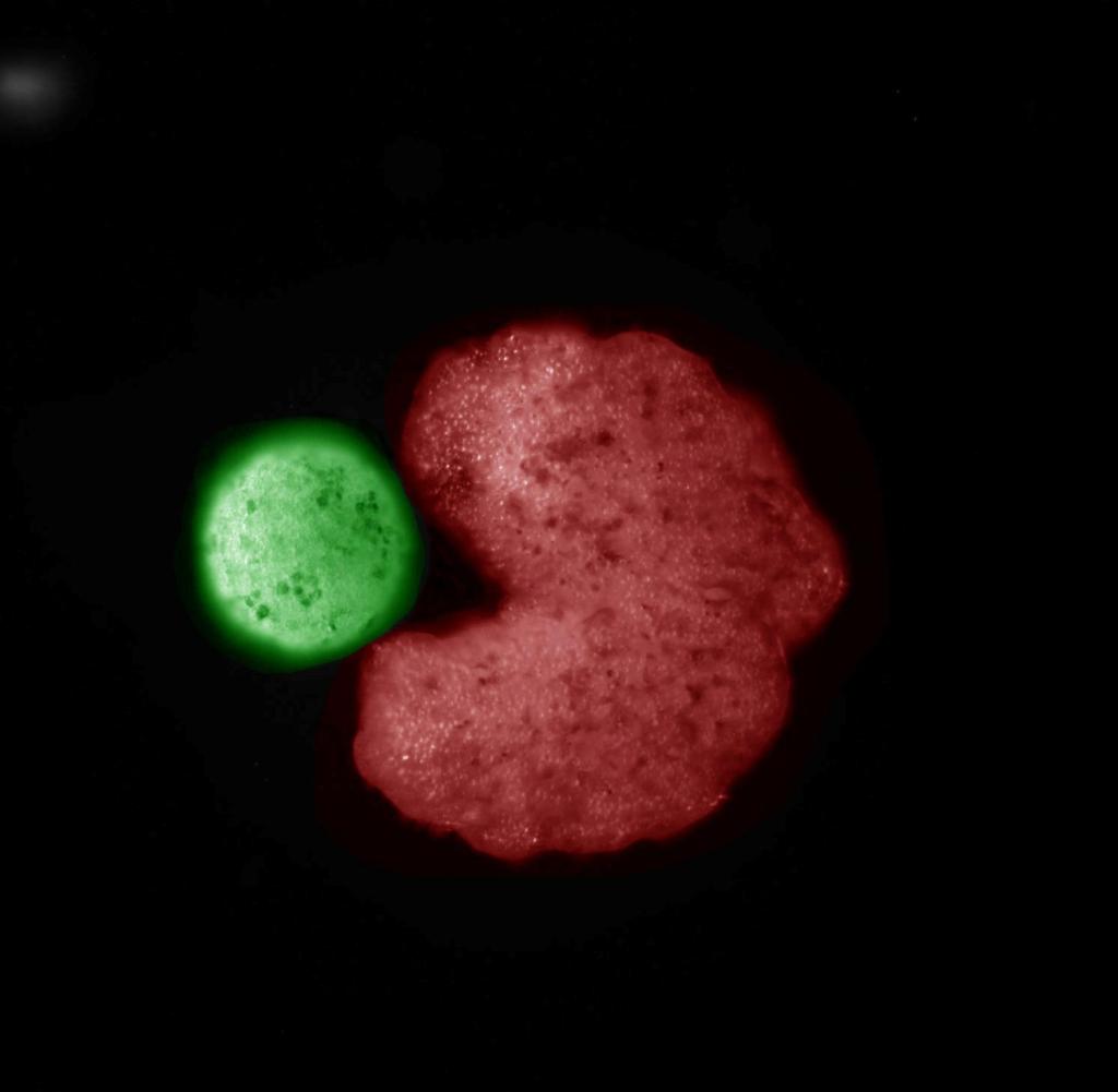 subordinate "backman"Cell clumps unite individual stem cells to form new structures
