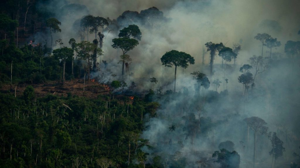 Climate change: Amazon experiencing largest deforestation since 2008 - Politics