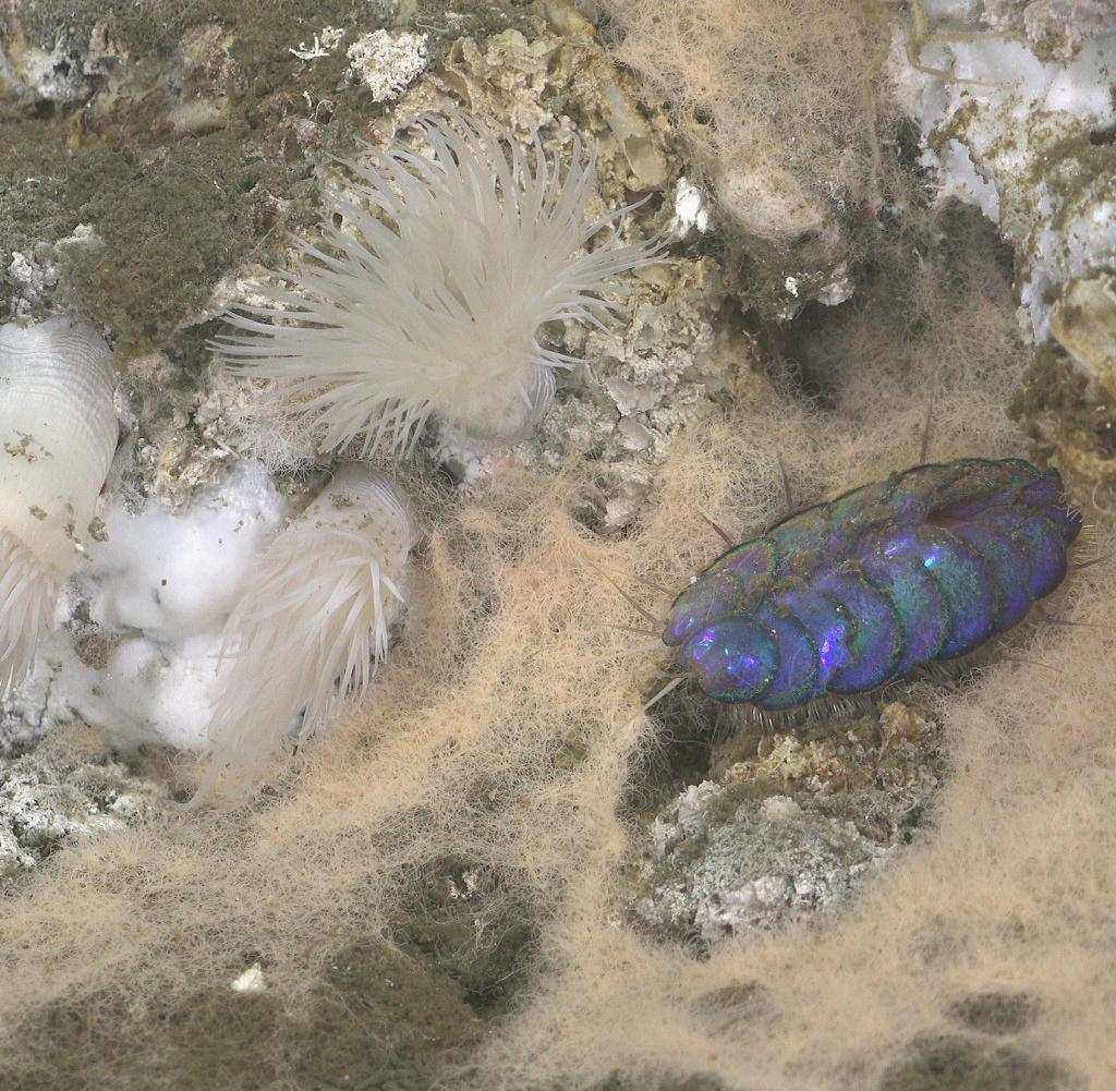 The Schmidt Ocean Institute discovered iridescent blue worms