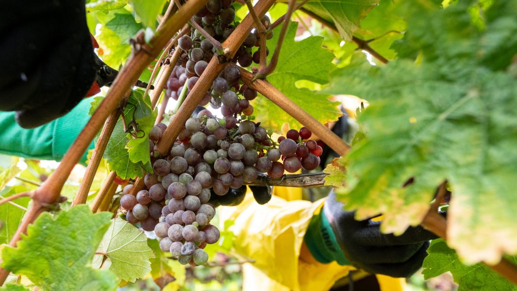 Hessen grape-growing community: Eltville's battle against climate change
