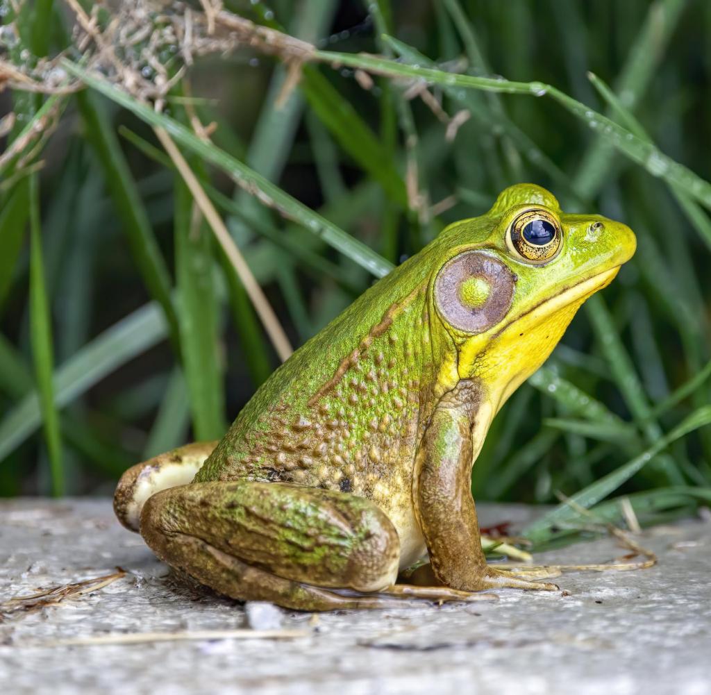 Invasive species: North American frog, also called American frog