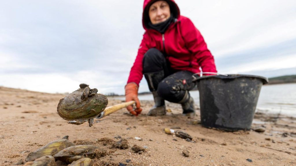 Invasive species: How Quagga mussels conquered German lakes