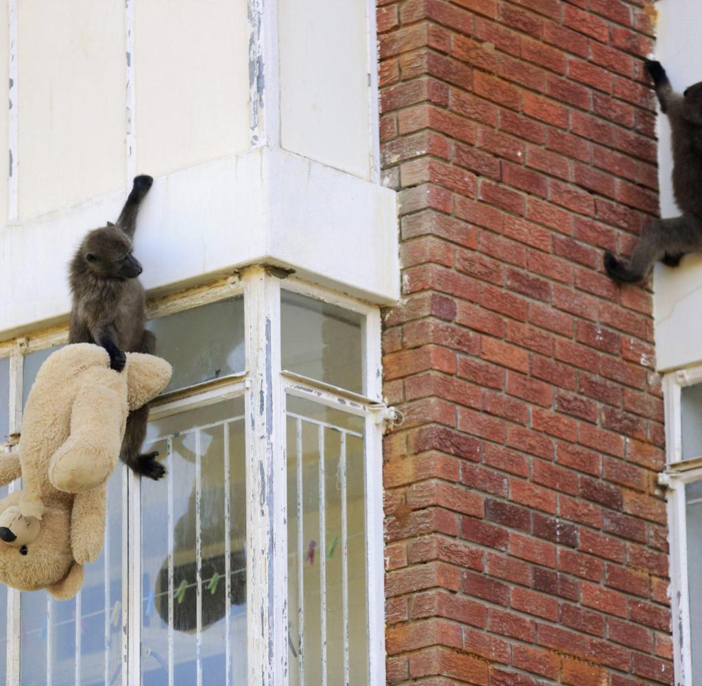 Baboons invade homes in groups.  Here a small animal steals a teddy bear from a human counterpart