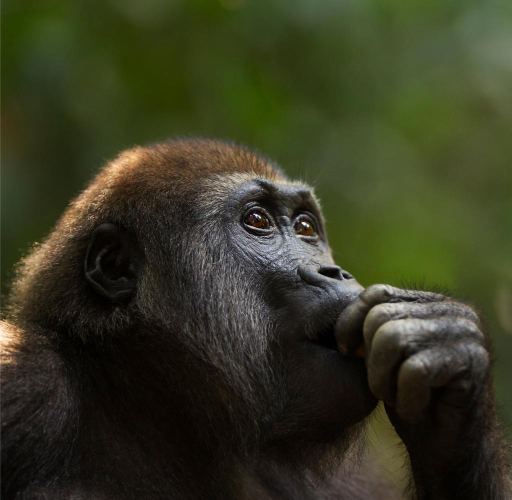 Intelligent animals: who is smarter - crows or great apes?