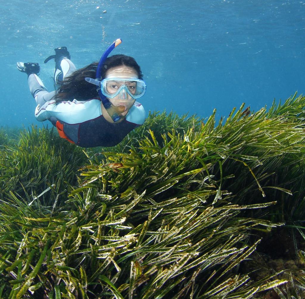 Seagrass meadows help protect the climate - a nursery for many species