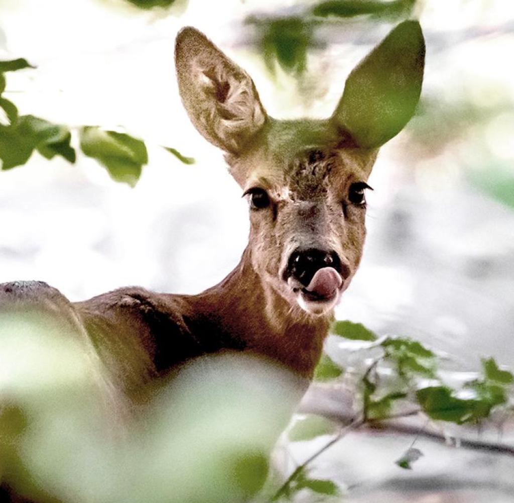 Deer eat seedlings--preferred species needed for new mixed forests