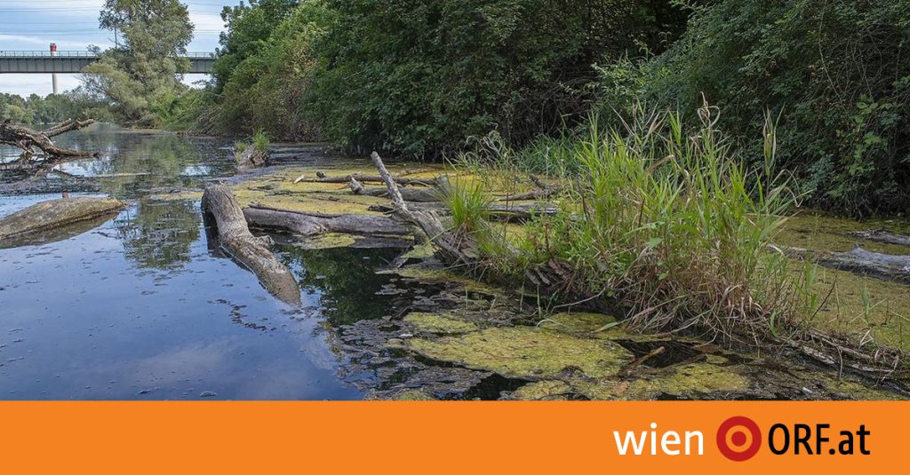 Research project to protect the Danube - wien.ORF.at