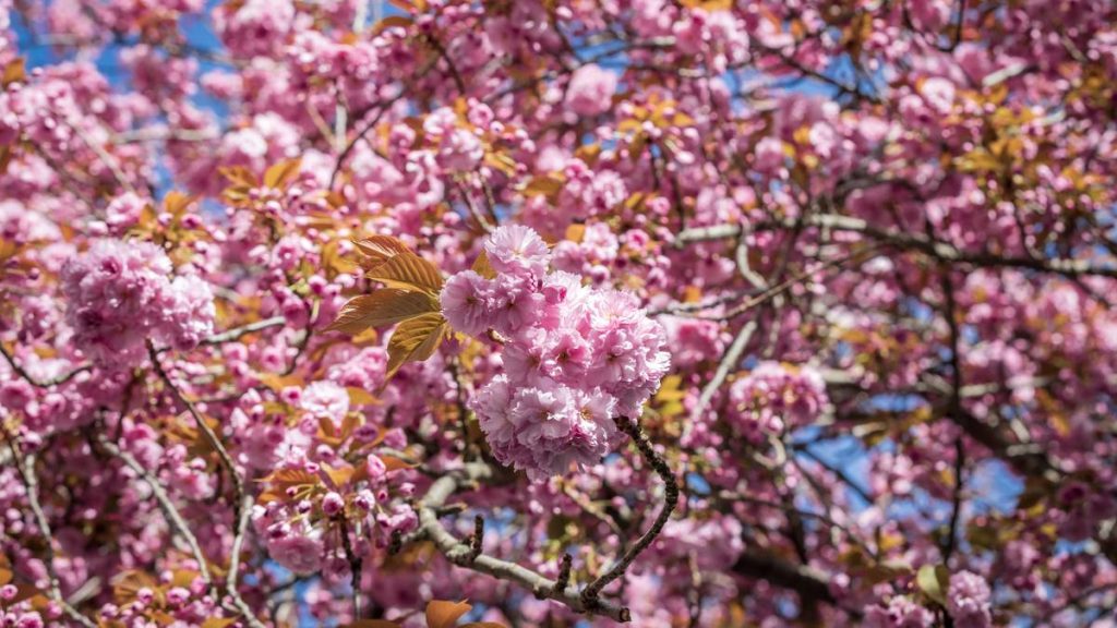Climate change: trees bloom earlier and earlier