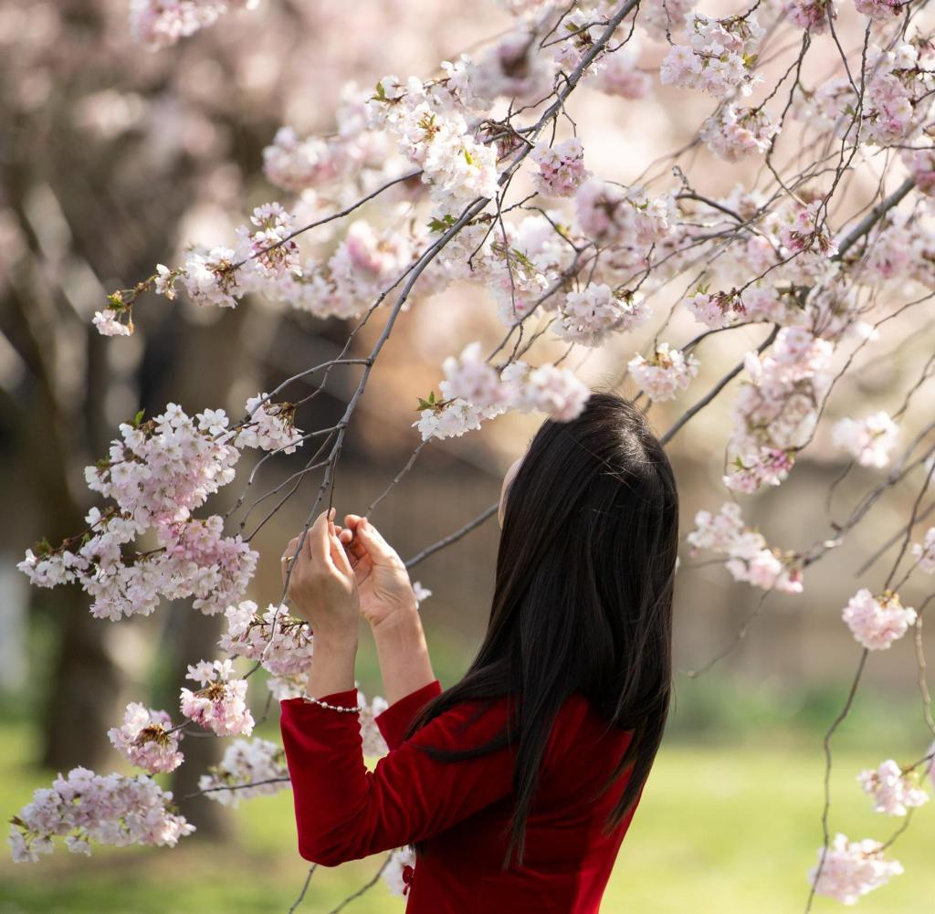 A woman looks at a decorative cherry blossoming on the banks of the Elbe River.