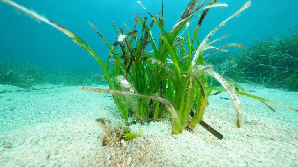 Carbon storage: The surprising amount of sugars in seaweed