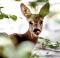 Deer eat seedlings - preferred species for new mixed forests