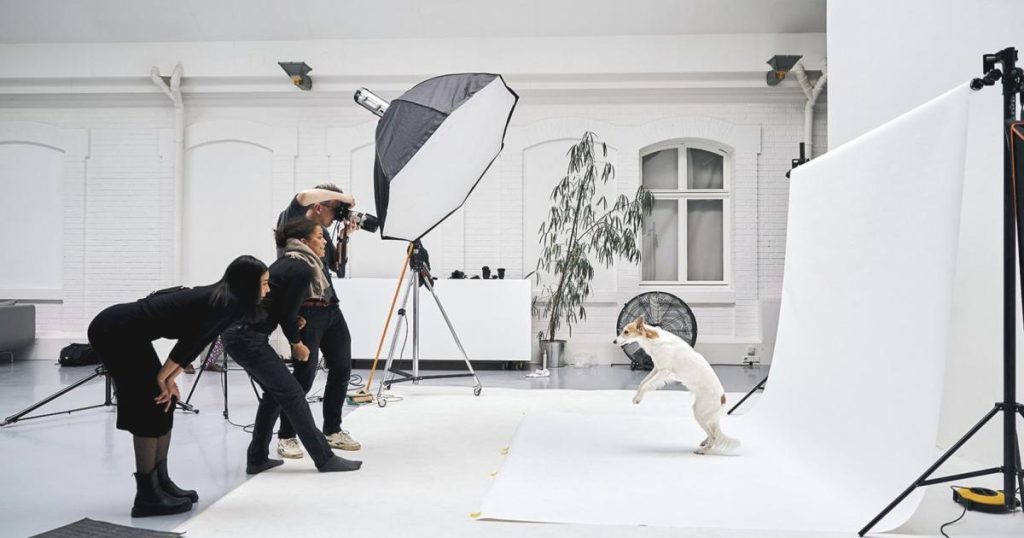Animal models: Celebrity dogs become photo stars