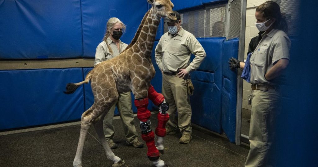 Doctor saves giraffe and cries excitedly