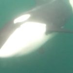Orca lost in the Seine – supposed to be tempted by whale sounds in the sea