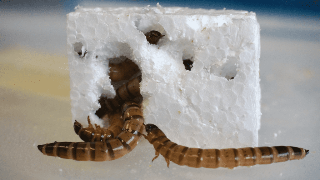 Recycling insects: 'Superworms' can live on Styrofoam