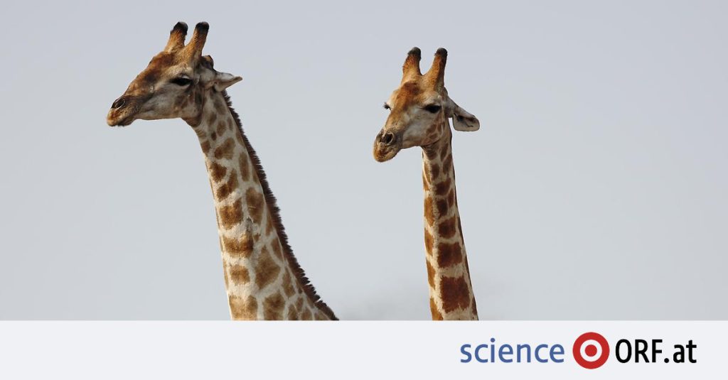Evolution: a battle for the owners of the modified neck of the giraffe