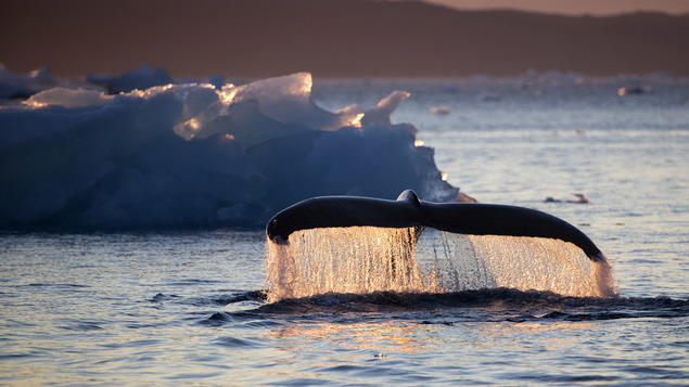 Great deflation off Greenland: In the far north, whales are under pressure - Wikipedia