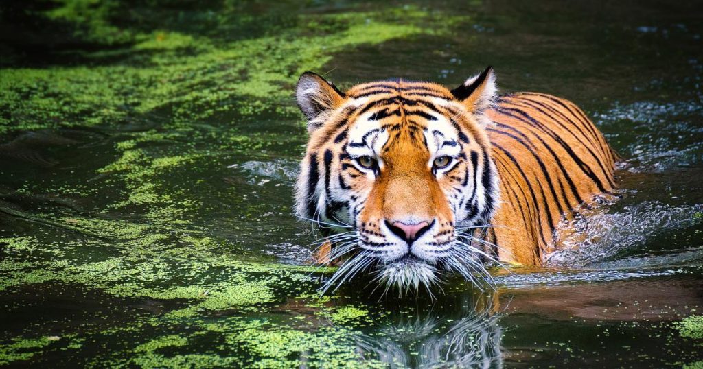 The number of tigers in Nepal has nearly tripled