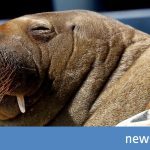 Norway: Criticism of walrus killing Freya