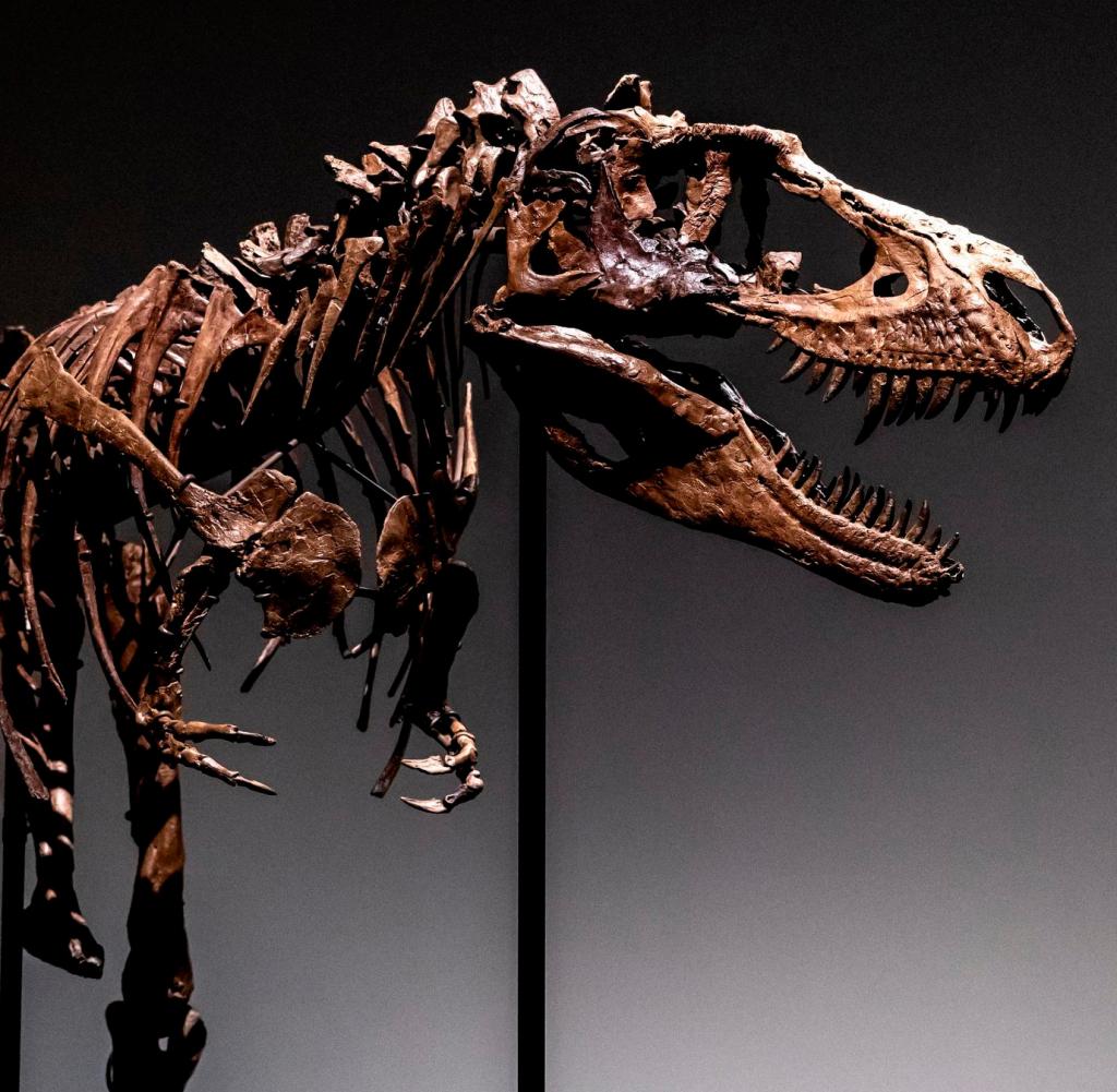July 5, 2022, USA, New York: The skeleton of Gorgosaurus is on display at Sotheby's in New York.  The skeleton of a Gorgosaurus will be auctioned in New York at the end of July.  Photo: Julia Nikhinson / AP / dpa +++ dpa picture radio +++