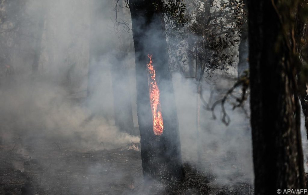 Forest fires are raging in Portugal and France