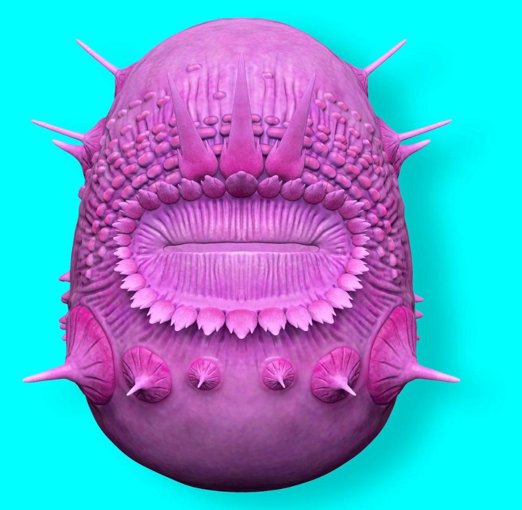 A 3D model of Saccorhytus Coronarius shows the funny little fellow