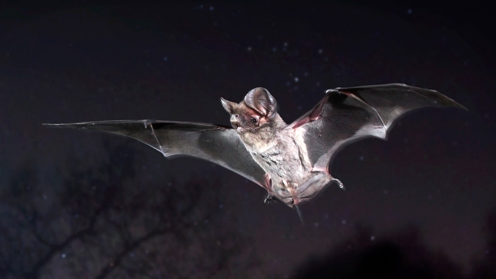 Flying Night Acrobats - Free-Tailed Bats |  MON |  05 09 2022 |  8:55