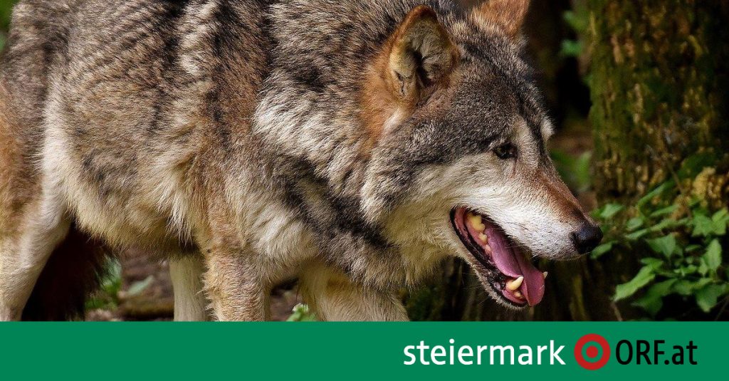 Hunters for new rules for 'problem wolves'