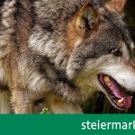 Hunters for new rules for ‘problem wolves’