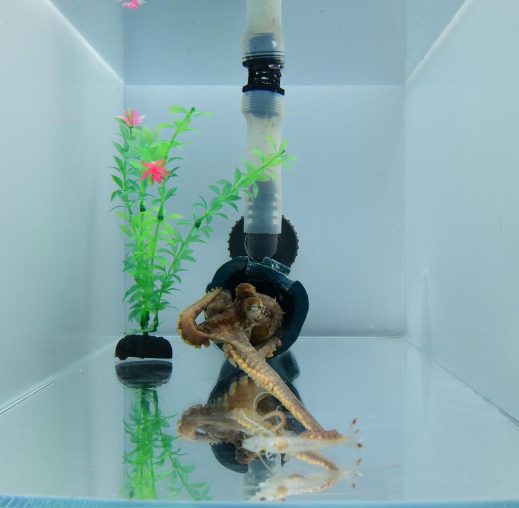California two-pointed octopus catching delicious shrimp in the experiment