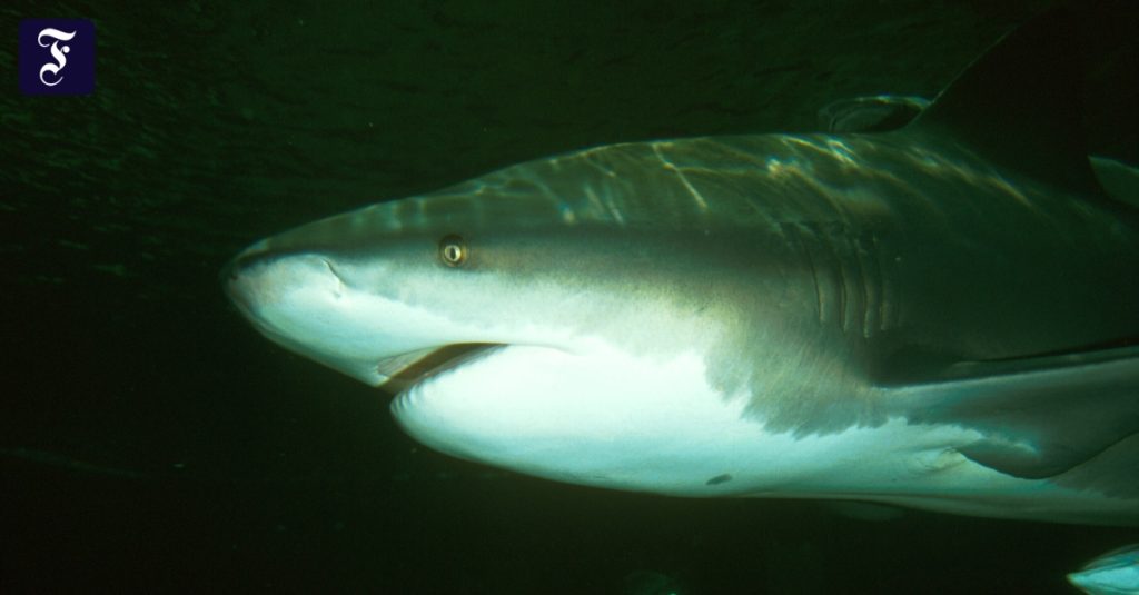 Woman killed by shark while diving