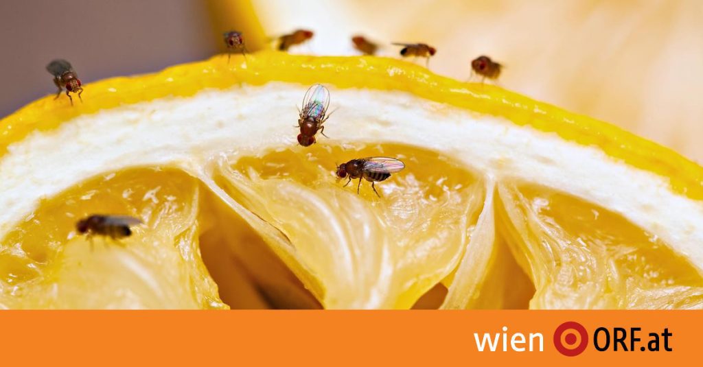Climate change: the Vienna fruit fly plague - wien.ORF.at