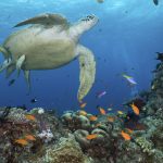 UNESCO report: The Great Barrier Reef is not sufficiently protected