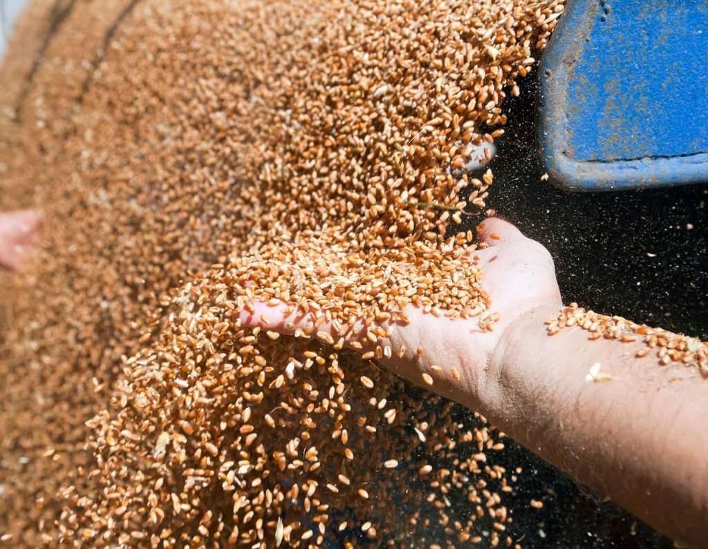 Wheat prices fall after USDA report - corn and soybean prices rise